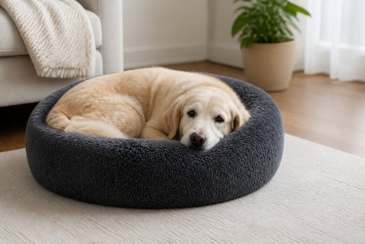 Best Calming Products for Senior Dogs